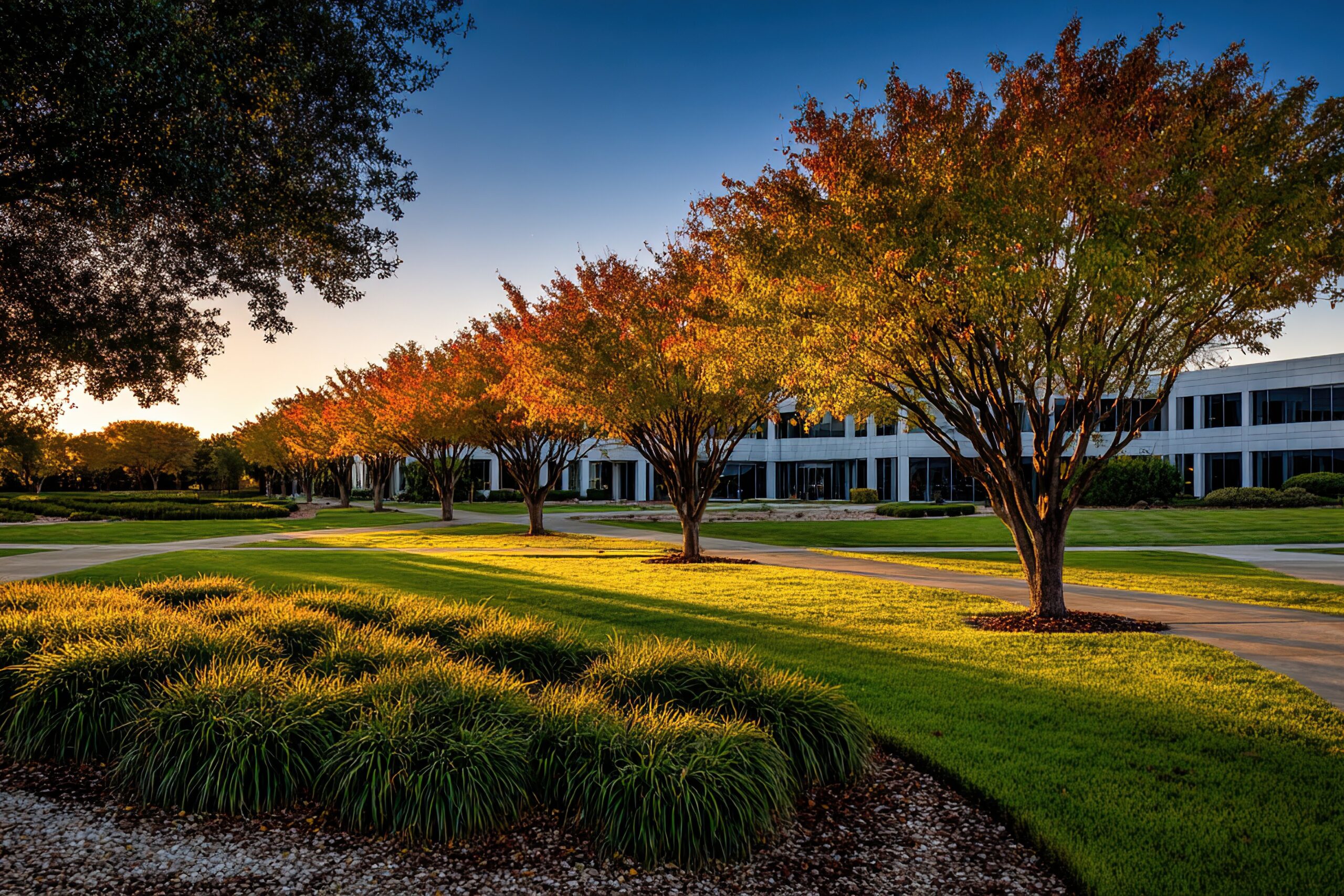 Autumnal office park at sunset, with rows of trees and manicured lawns